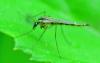 Chaoborus sp.